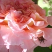 Rose Augusta