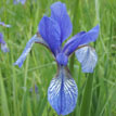 Blaue Blüte