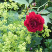 Rose und Frauenmantel